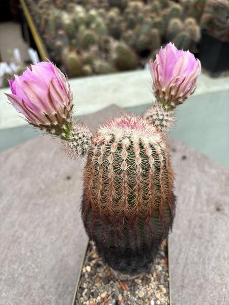 Echinocereus pectinatus v rigidissimus